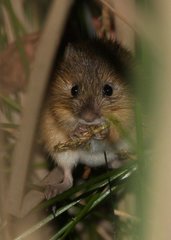 Southern Bog Lemming (Mammals of Wisconsin) · iNaturalist