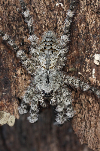 White-banded Fishing Spider
