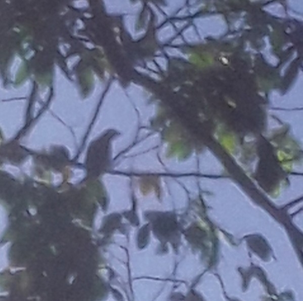 Palmchat