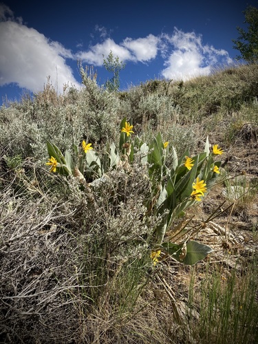 Woolly Mule's Ears's