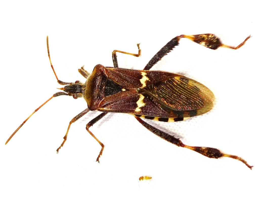 Leaf-footed bug