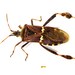 Western Leaf-footed Bug - Photo (c) Jay Keller, all rights reserved, uploaded by Jay Keller