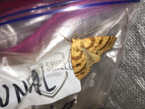 Scotorythra euryphaea