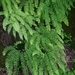 Northern Maidenhair Fern - Photo (c) bgrimmer, all rights reserved, uploaded by bgrimmer