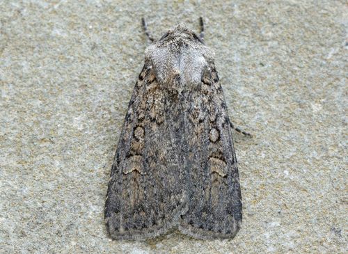 Euxoa scholastica · iNaturalist