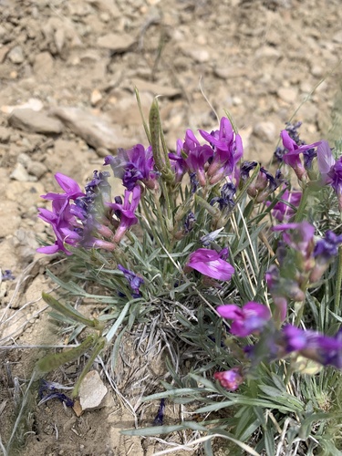 debris milkvetch (Astragalus detritalis)