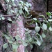 Sedum hultenii - Photo (c) César Damián Jiménez, όλα τα δικαιώματα διατηρούνται, uploaded by César Damián Jiménez