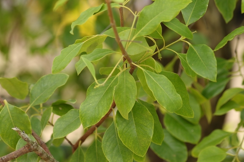 Tangerine Tree Leaves On White Background Stock Photo 110633936 |  Shutterstock