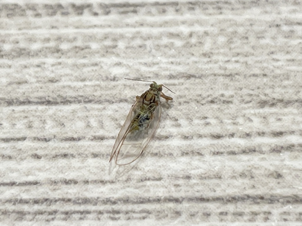 Trizodea Insect Triozidae from No.980 East Tiyuhui Road, Shanghai, , CN on May 20, 2021 ...