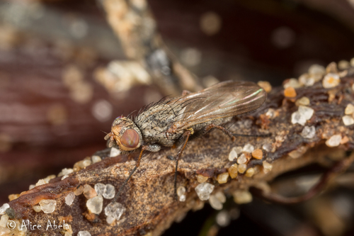 Fucellia assimilis