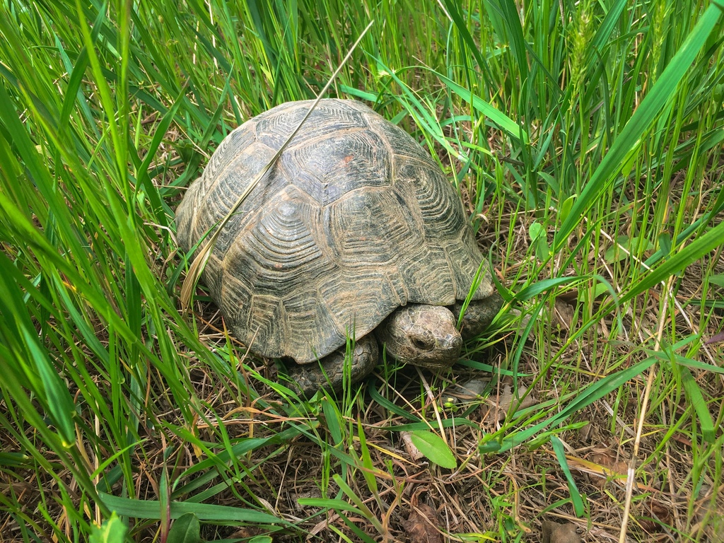 Greek Tortoise in May 2021 by Giorgi Natsvlishvili · iNaturalist