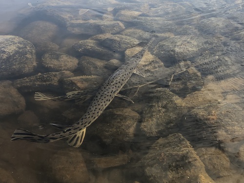 Longnose Gar