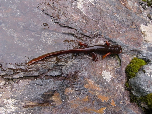 iNaturalist observation photo of Sierra Newt