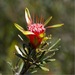Lambertia formosa - Photo (c) tiger_mo, όλα τα δικαιώματα διατηρούνται