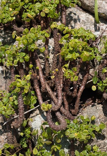 Fleshy Yellow-sorrel