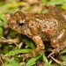 Mababe Puddle Frog - Photo (c) Tyrone Ping, all rights reserved, uploaded by Tyrone Ping