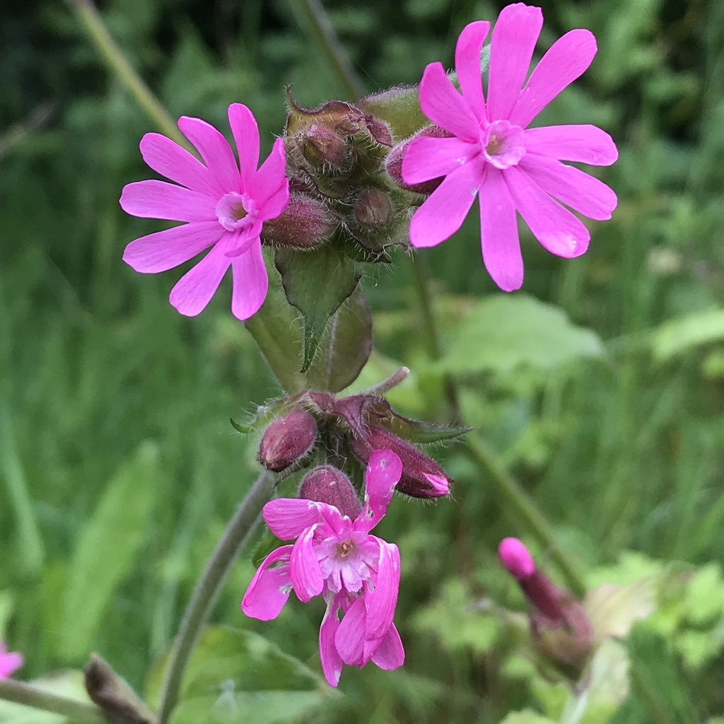 Silene dioica — a medium houseplant, prefers partial sun light