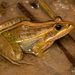 Nile Ridged Frog - Photo (c) Tyrone Ping, all rights reserved, uploaded by Tyrone Ping