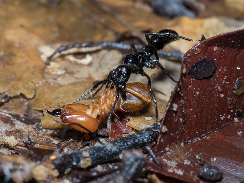 Neoponera commutata