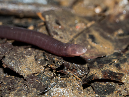 Microcaecilia unicolor