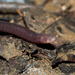 Microcaecilia unicolor - Photo (c) andriusp, all rights reserved, uploaded by andriusp