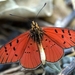 Scarlet Acraea - Photo (c) LYN FRANCEY, all rights reserved, uploaded by LYN FRANCEY