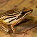 Strongylopus fasciatus - Photo (c) Tyrone Ping, כל הזכויות שמורות, הועלה על ידי Tyrone Ping