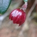 Sphyrospermum campanulatum - Photo (c) Andres Geobanny Delgado Meza, all rights reserved, uploaded by Andres Geobanny Delgado Meza