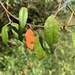Orange-Leaf Croton - Photo (c) Christina Toms, all rights reserved, uploaded by Christina Toms
