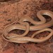 Forskal Sand Snake - Photo (c) Christian Langner, all rights reserved, uploaded by Christian Langner