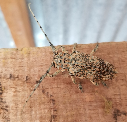 Pterochaos