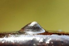 Laevapex fuscus image