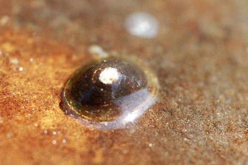 Dusky Ancylid