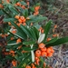 Narrowleaf Firethorn - Photo (c) Matthew Lincoln, all rights reserved, uploaded by Matthew Lincoln