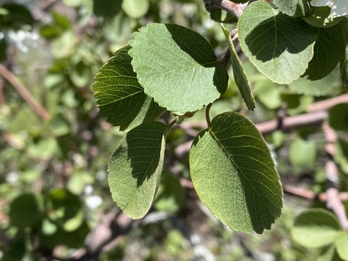Utah Serviceberry