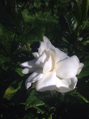 Image of Gardenia augusta