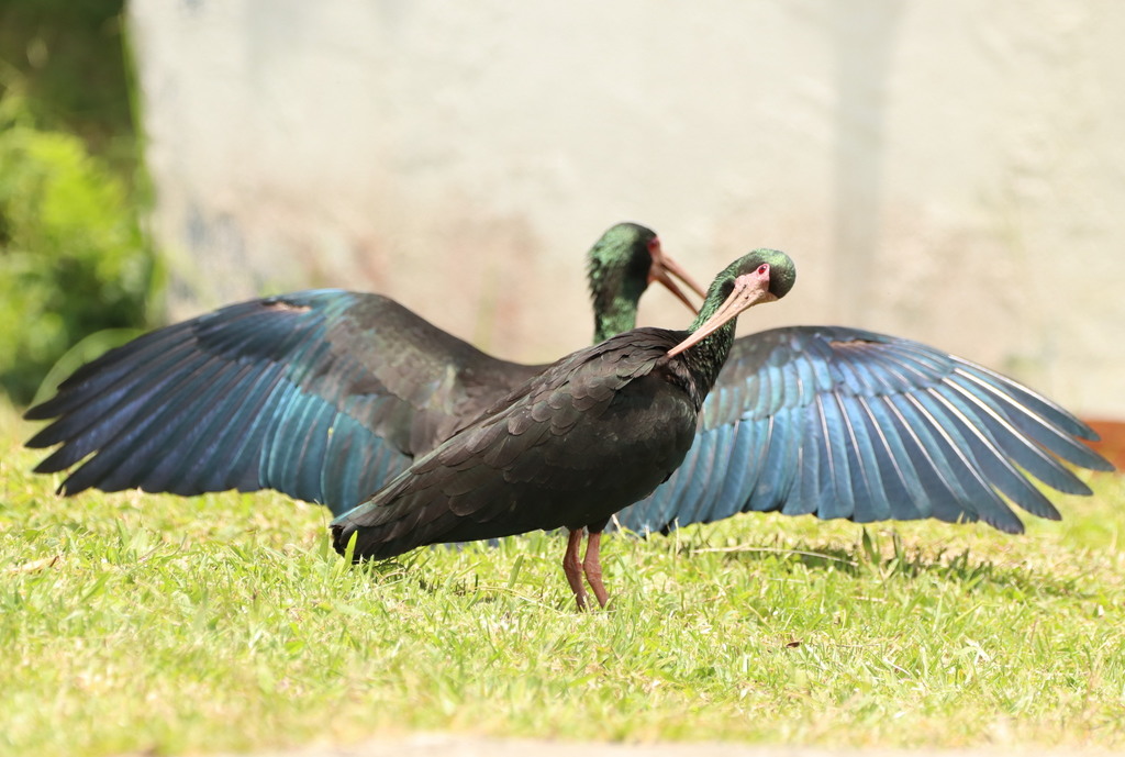 Barefaced Ibis from LA FLORIDA, Pereira, Risaralda, Colombia on March