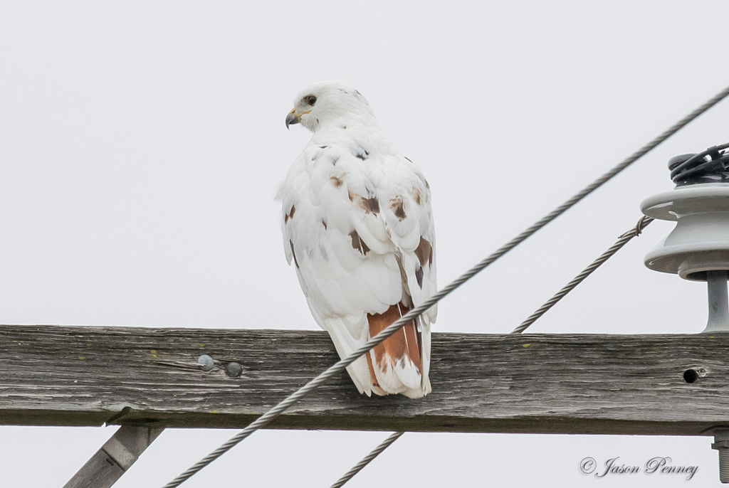 Aguililla Cola Roja (Buteo jamaicensis) · NaturaLista Mexico