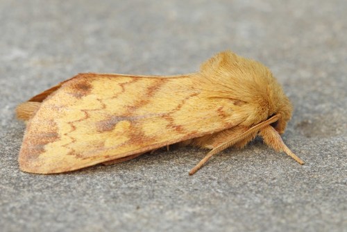 Bellura gortynoides Walker, 1865