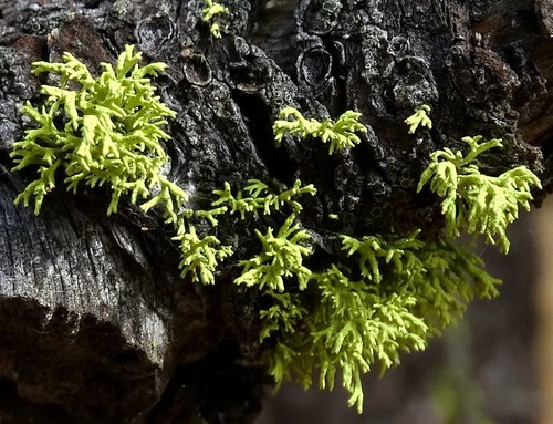 wolf lichen