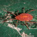 Smarididae - Photo (c) Joseph Connors, all rights reserved, uploaded by Joseph Connors