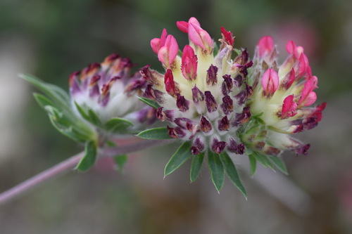 Paprastasis perluotis nuotrauka