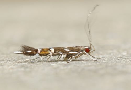 Beautiful Cosmopterix Moth