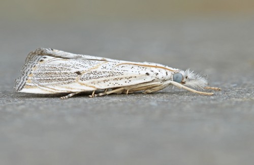 Silvered Haimbachia Moth