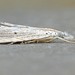 Haimbachia albescens - Photo (c) David Beadle, todos los derechos reservados, subido por David Beadle