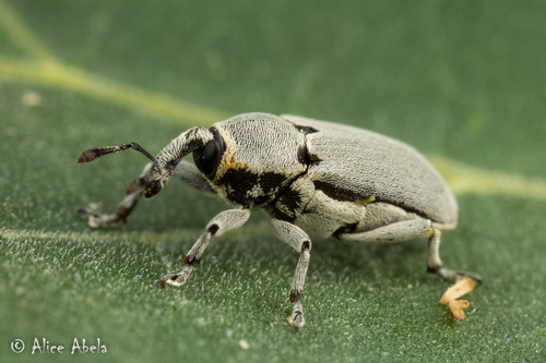 Trichobaris mucorea G.C.Champion, 1909