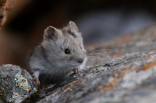 flat-headed vole