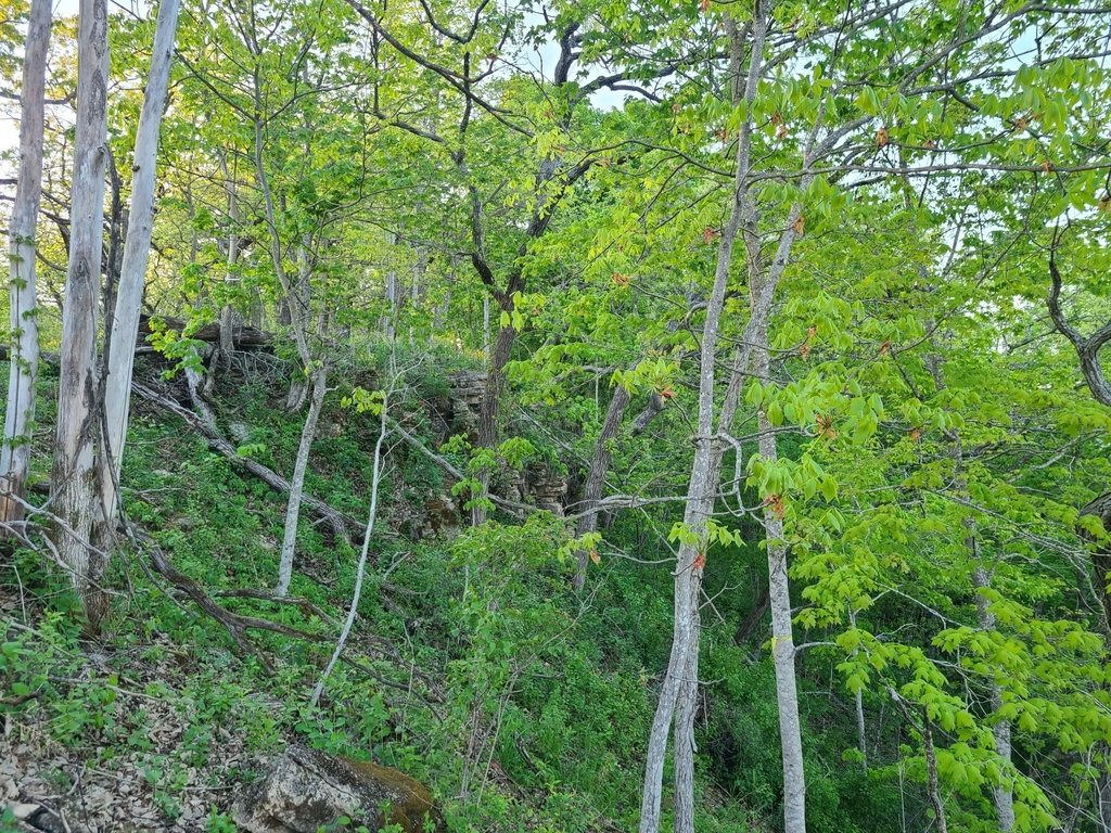 shagbark hickory from Readstown, WI 54652, USA on May 17, 2021 at 0735