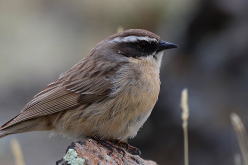Brown Accentor