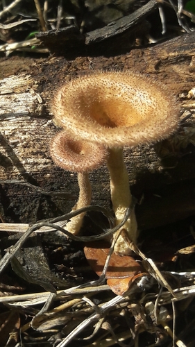 Panus strigellus